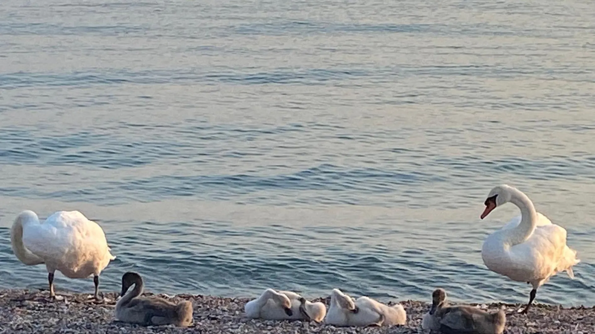 Appartamento Giuliva Peschiera del Garda
